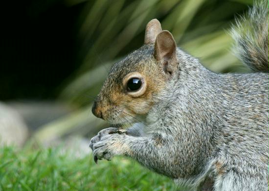 Grey Squirrel <i>Sciurus carolinensis</i>